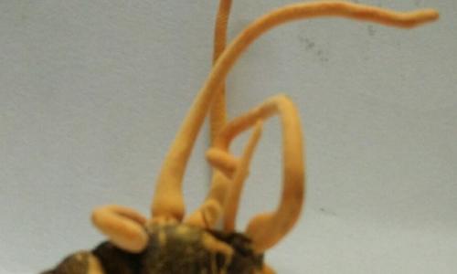 NGHIÊN CỨU MÔI TRƯỜNG THÍCH HỢP NHÂN NUÔI NẤM  Cordyceps militaris TRÊN VẬT CHỦ